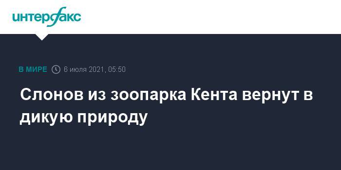 Слонов из зоопарка Кента вернут в дикую природу