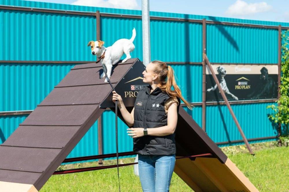 В Новосаратовке на территории отеля для домашних животных открылась аджилити-площадка