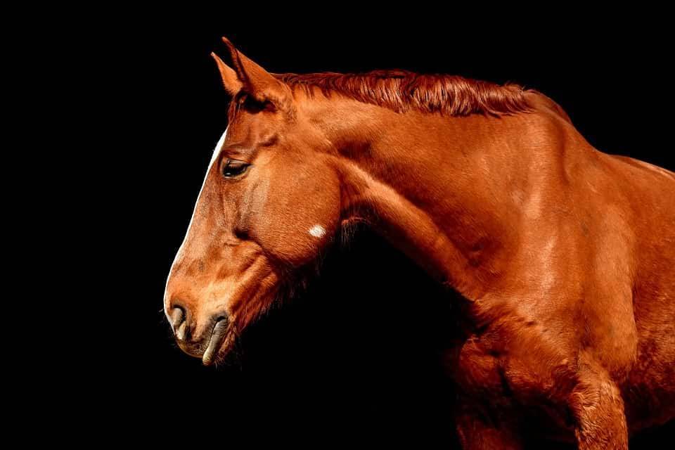 В США умерла самая высокая в мире лошадь и мира