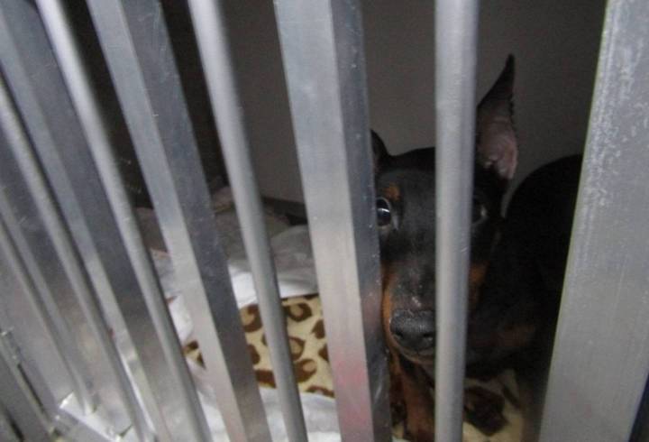 Более 13 тысяч животных прошли ветеринарный контроль в Пулково за месяц