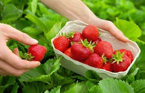 Стало известно, сколько платят за сбор ягод в Польше и в Украине: сравнение зарплат