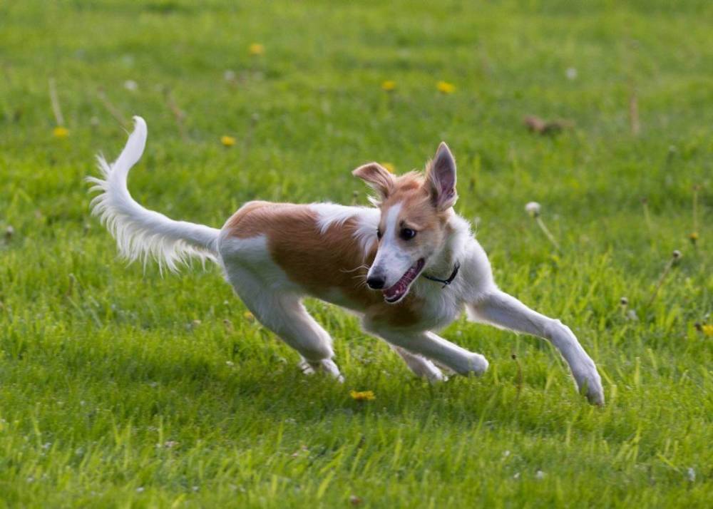 Симптомы и лечение остеохондроза у собак