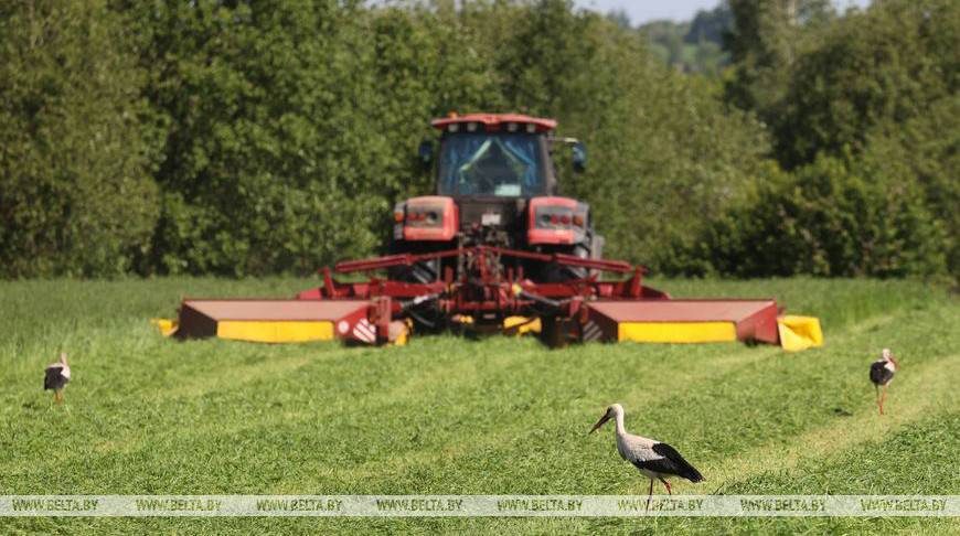 В Витебской области заготовлено более 384 тыс. т травяных кормов первым укосом