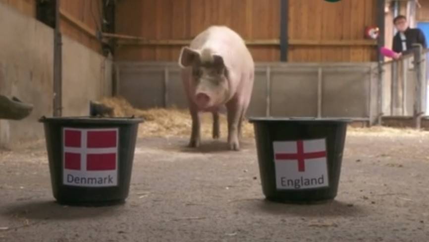 Свинья-оракул выбрала победителя матча Англия — Дания на Евро-2020