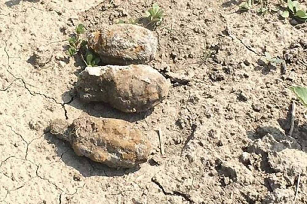 На проселочной дороге в Волгограде нашли четыре гранаты времен ВОВ