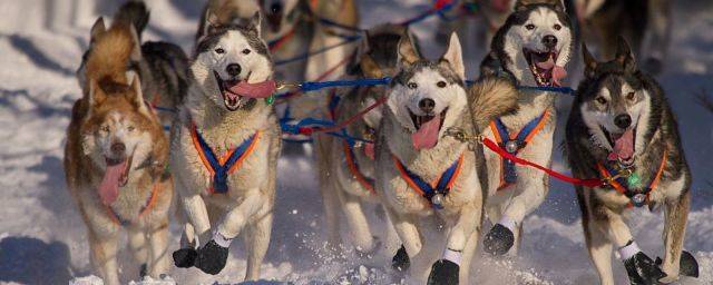 Ученые нашли на Аляске доказательства каннибализма у древних ездовых собак