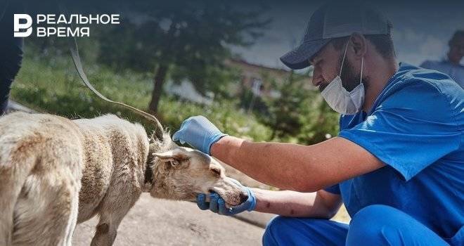 В поселках Казани продолжит работу мобильный пункт бесплатной вакцинации и стерилизации собак