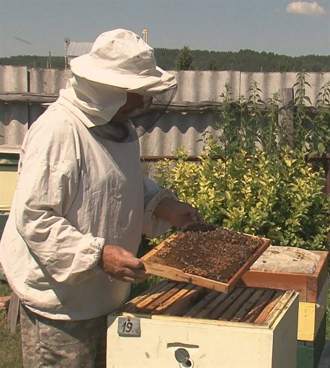 Китайский пестицид и русский авось. Почему в Ульяновской области гибнут пчелы