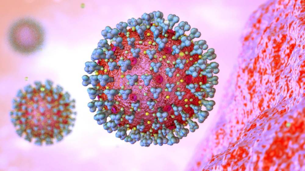 Ученые из Бразилии обнаружили, что коронавирус размножается в слюнных железах