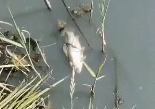 Рязанка рассказала о гибнущей в пруду в Дашково-Песочне рыбе