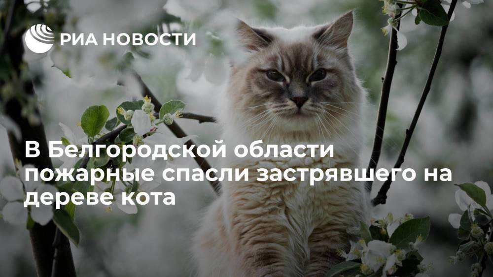В Белгородской области пожарные спасли застрявшего на дереве кота