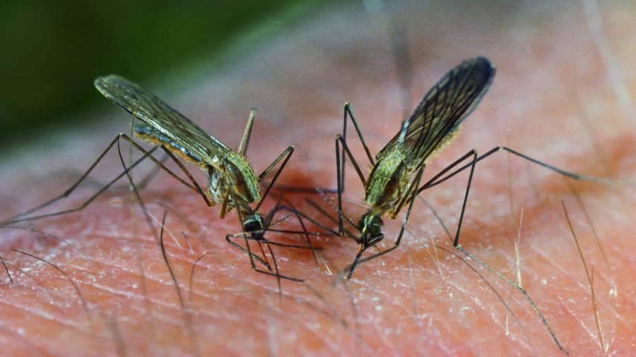 Ученые предупредили о риске заболевания малярией из-за изменения климата