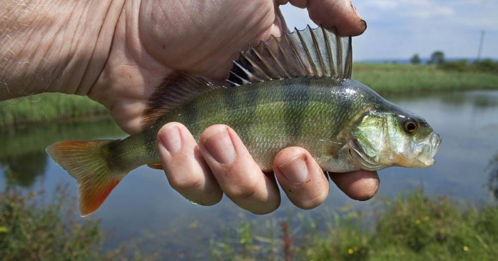 Рыбу уличили в способности препятствовать образованию тромбов