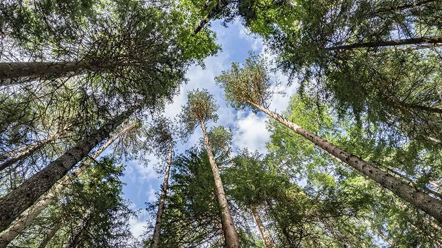 Площадь лесов России за последние 10 лет увеличилась на 4,3 млн га