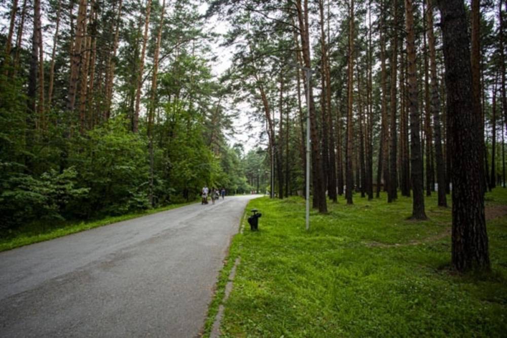 Новосибирское правительство выступило за создание системы защиты городских лесов