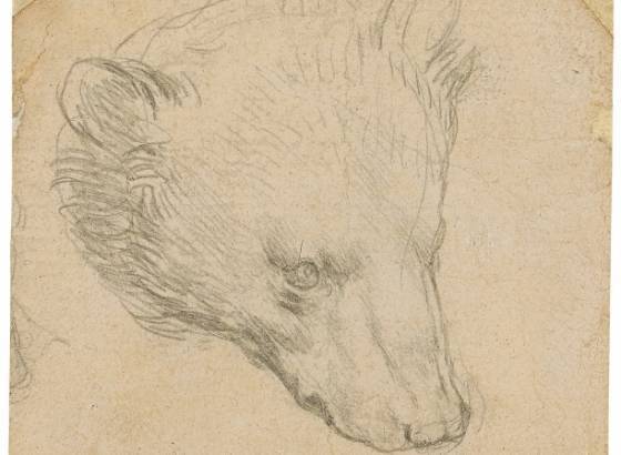 Рисунок головы медведя авторства Леонардо да Винчи продали за рекордные £8,9 млн