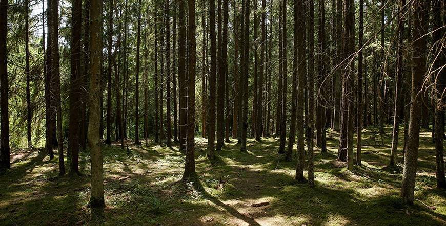 Запреты и ограничения на посещение лесов действуют в 31 районе Беларуси