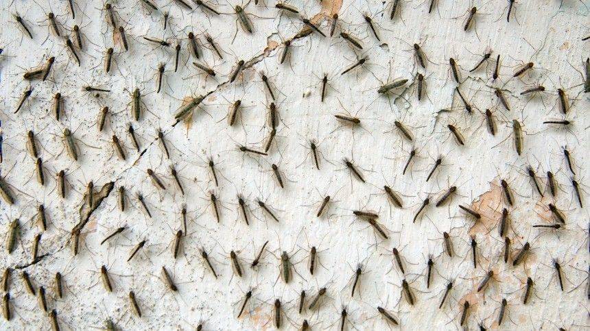 Черви-кровососы и комары-агрессоры: жители Анапы стонут от нашествия насекомых