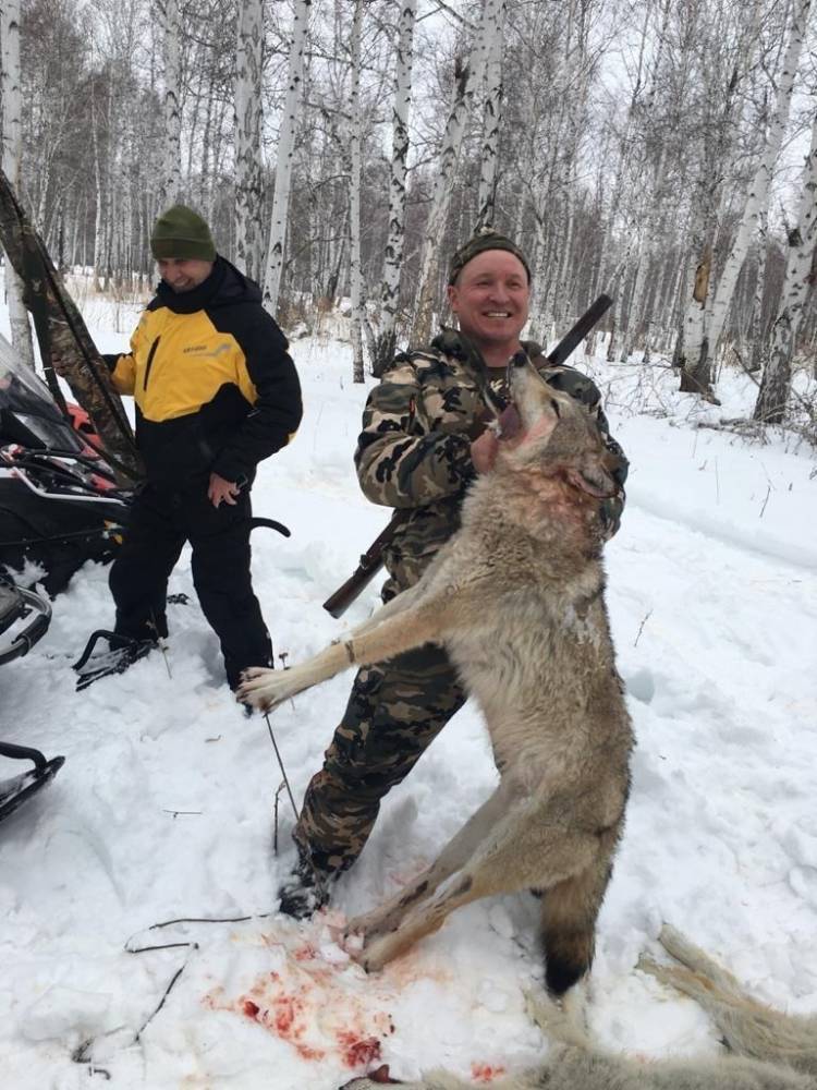 По факту охоты с курганским депутатом, где волка давили снегоходом, завели уголовное дело
