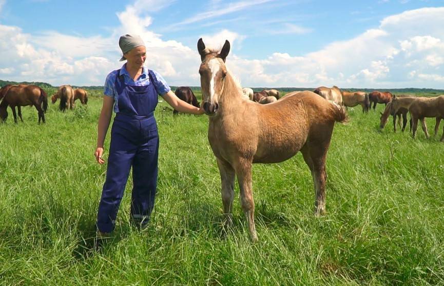 Где и как разводят белорусскую породу лошадей? Посмотрите, это удивительно!