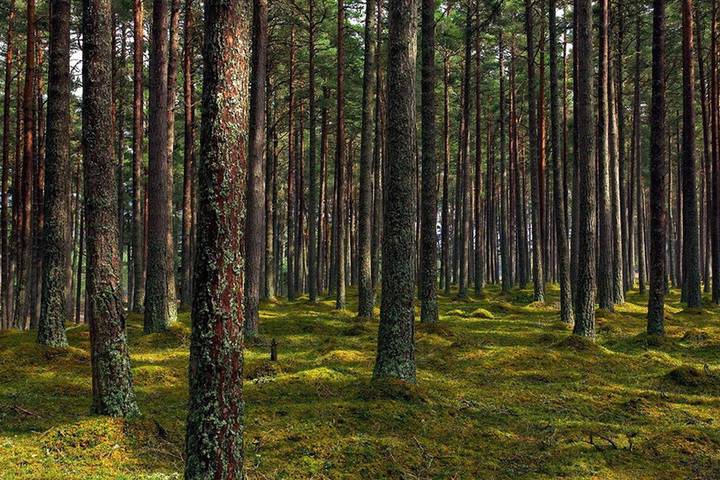 Лесной фонд Тверской области увеличится больше чем на две тысячи гектаров