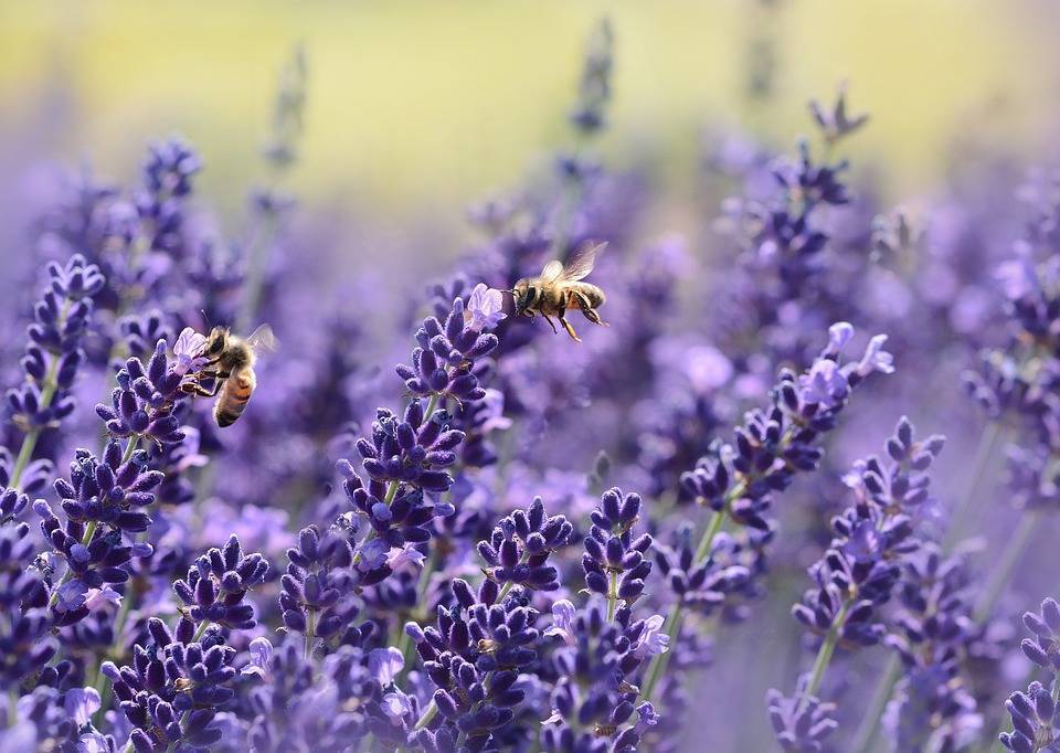 На лугах Подмосковья от жары опьянели пчёлы