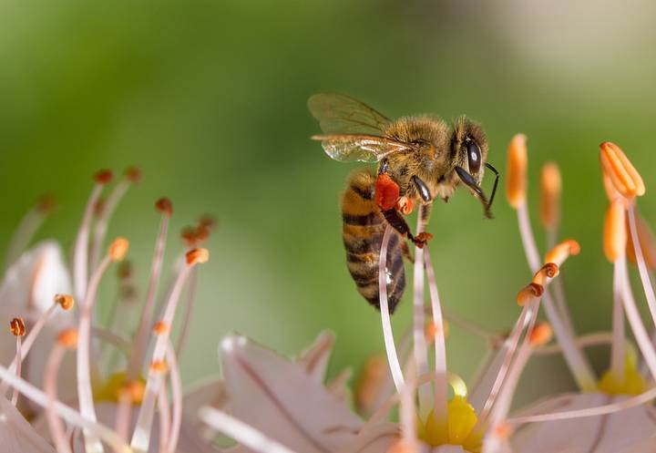 В комитете лесного хозяйства Подмосковья предупредили о пьяных пчелах на лугах