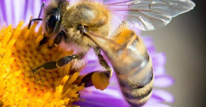 Жителей Московской области предупредили о "пьяных" пчёлах