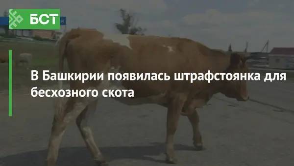 В Башкирии появилась штрафстоянка для бесхозного скота