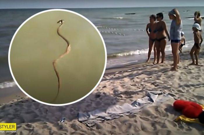 В Приморске на пляжах появились змеи (ВИДЕО)