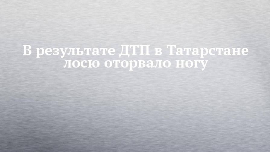 В результате ДТП в Татарстане лосю оторвало ногу