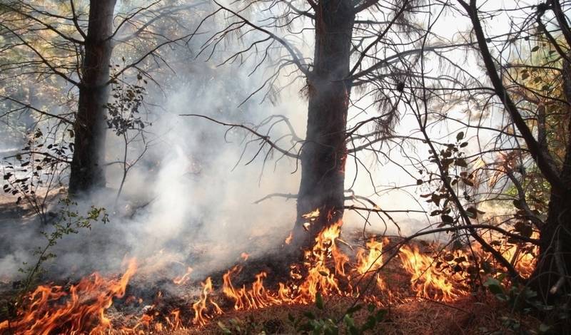 В Крыму объявили чрезвычайную пожароопасность