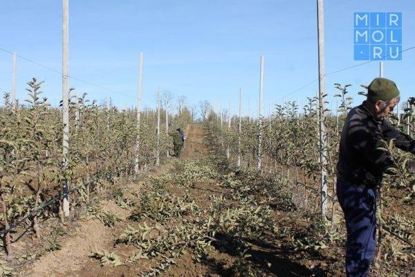 Аграрии Дагестана сделают самый большой фундуковый сад России еще больше