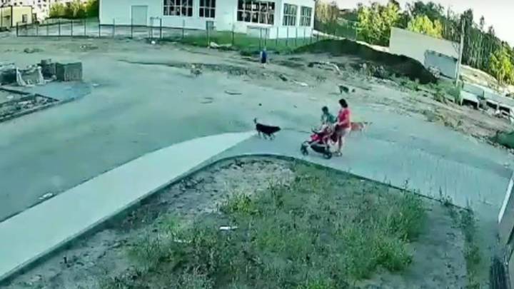 В Воронеже нападение стаи собак на семью с коляской попало на видео
