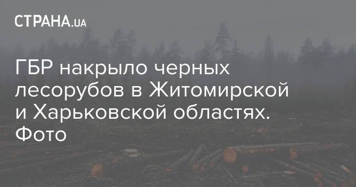 ГБР накрыло черных лесорубов в Житомирской и Харьковской областях. Фото