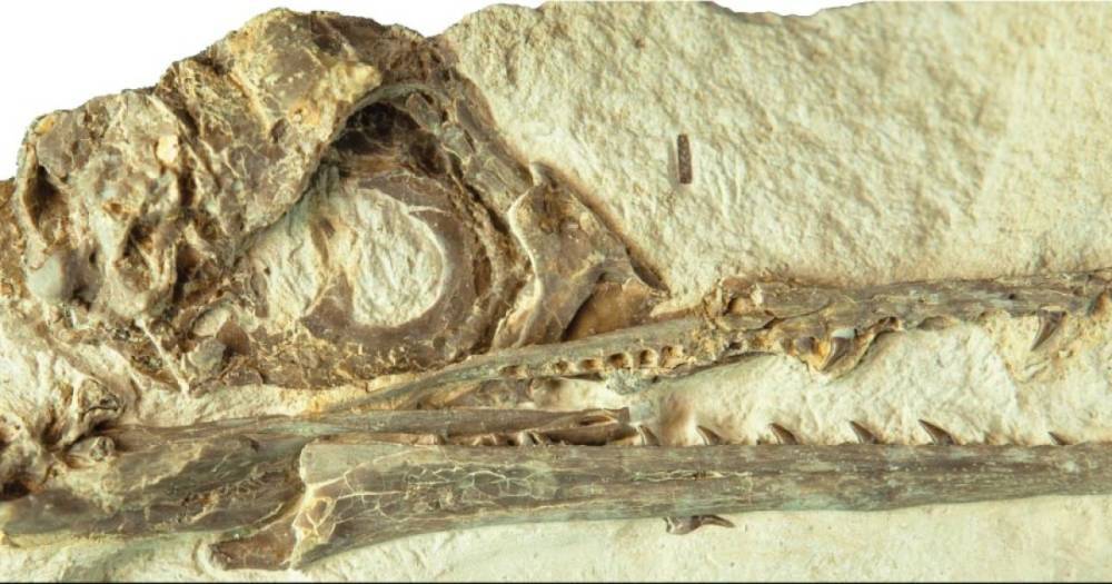 Пережившие монстров: ученые выяснили, как птицам удалось прожить дольше динозавров