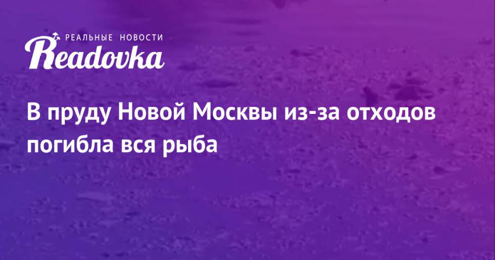 В пруду Новой Москвы из-за отходов погибла вся рыба