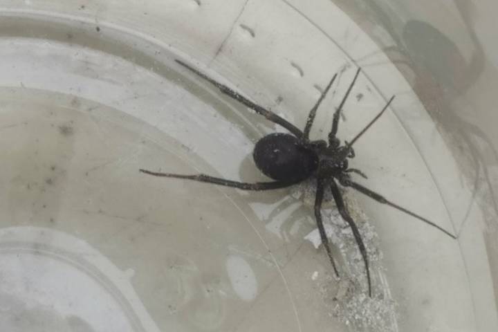 Ядовитые пауки наводят страх на жителей Донецка