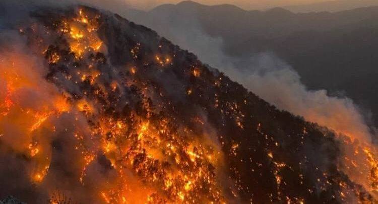 Число жертв масштабных лесных пожаров в Турции возросло до восьми