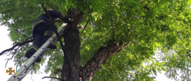 В Константиновке спасатели сняли с дерева кошку, просидевшую на нем двое суток