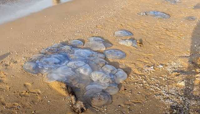В Кирилловке медуз с пляжей вывозят прицепами