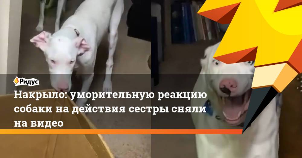 Накрыло: уморительную реакцию собаки на действия сестры сняли на видео