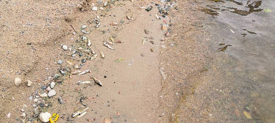 На берегу еще одного озера в Карелии было найдено множество мертвой рыбы