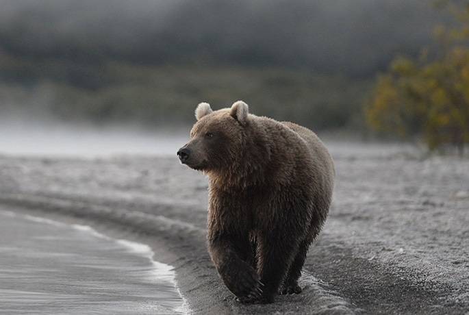 Медведи начали гоняться за детьми в Костромской области