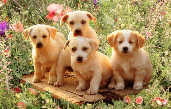 При покупке собаки сибирячка попалась на уловку мошенников и лишилась 16 тысяч рублей