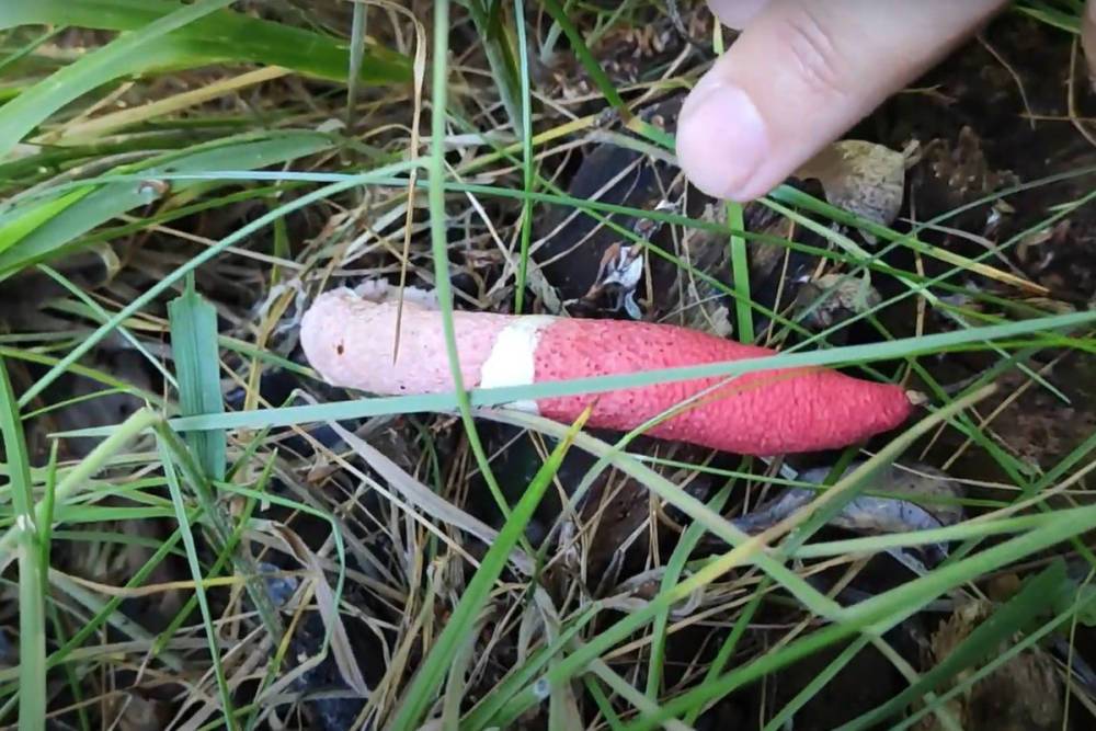 На Урале нашли «жуткие» красные грибы неприличной формы