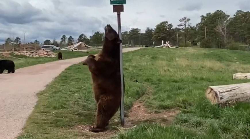Медведь нашел идеальную чесалку для спины - это столб (Видео)