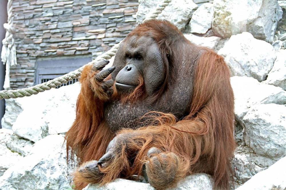 В Новосибирском зоопарке отпраздновали день рождения орангутанга Бату