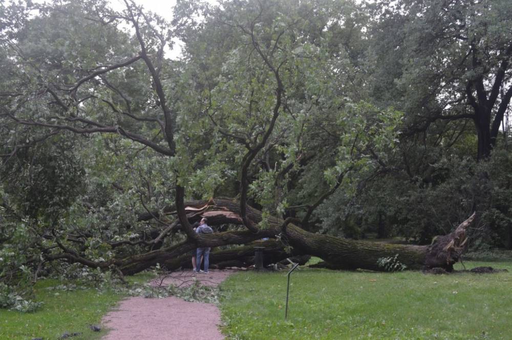 160-летний дуб упал в Ботаническом саду