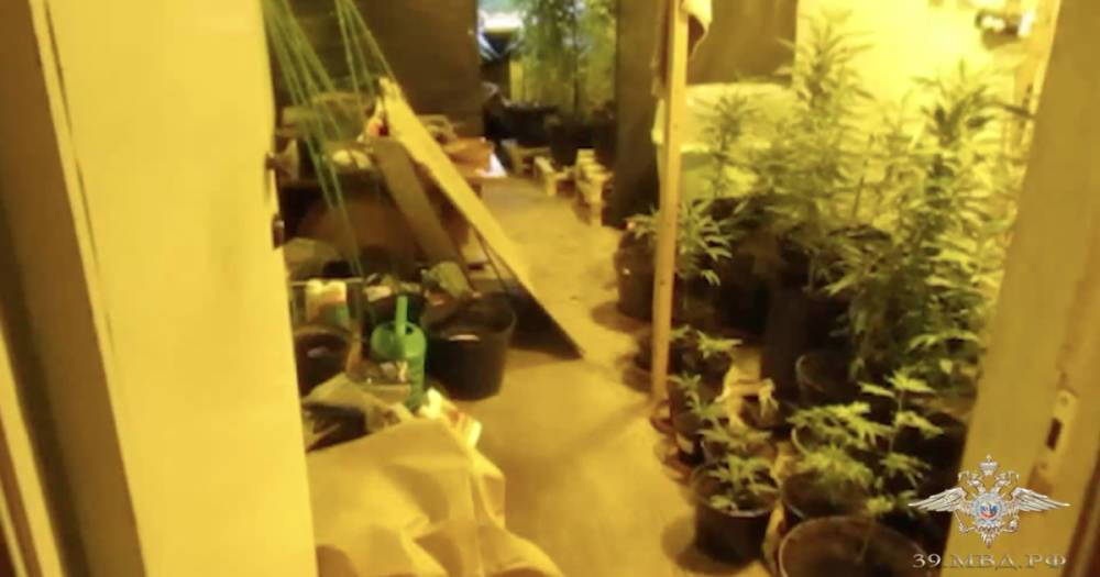 В Гвардейске накрыли лабораторию по производству марихуаны (видео)
